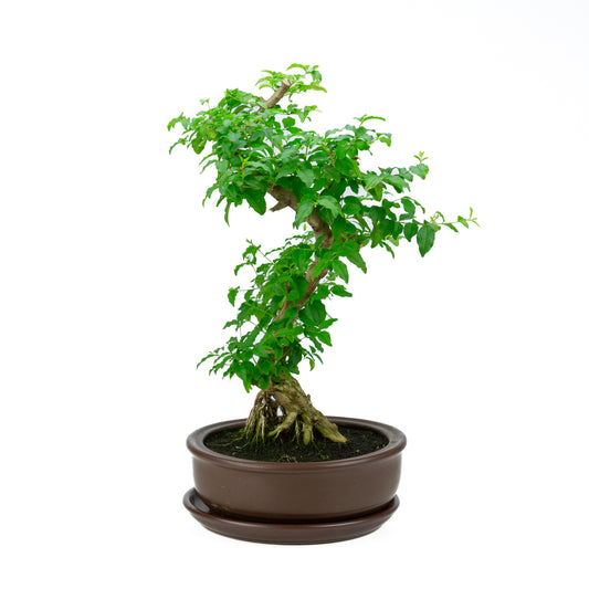 Ligustrum Ovalifolium (Liguster) hoogte ~50 cm