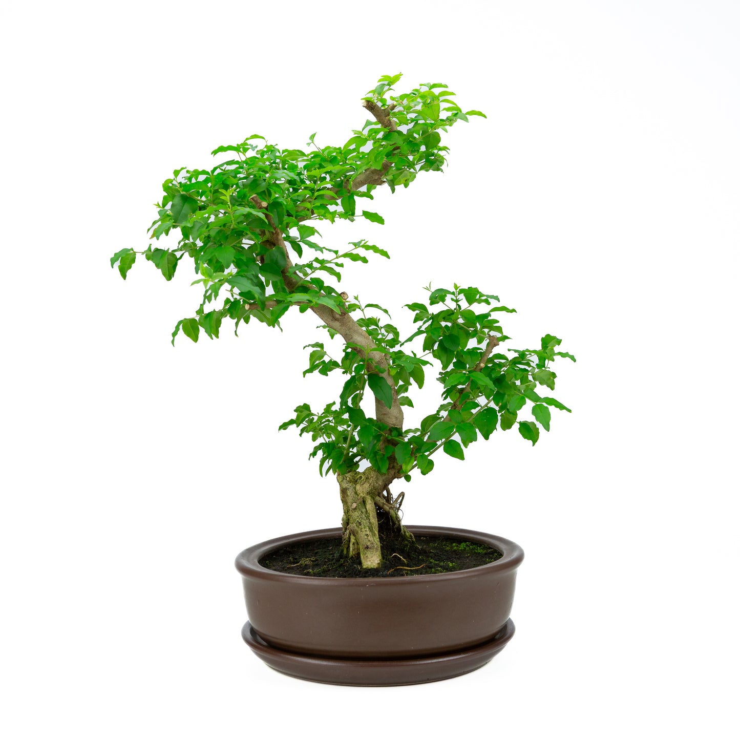 Ligustrum Ovalifolium (Liguster) hoogte ~50 cm