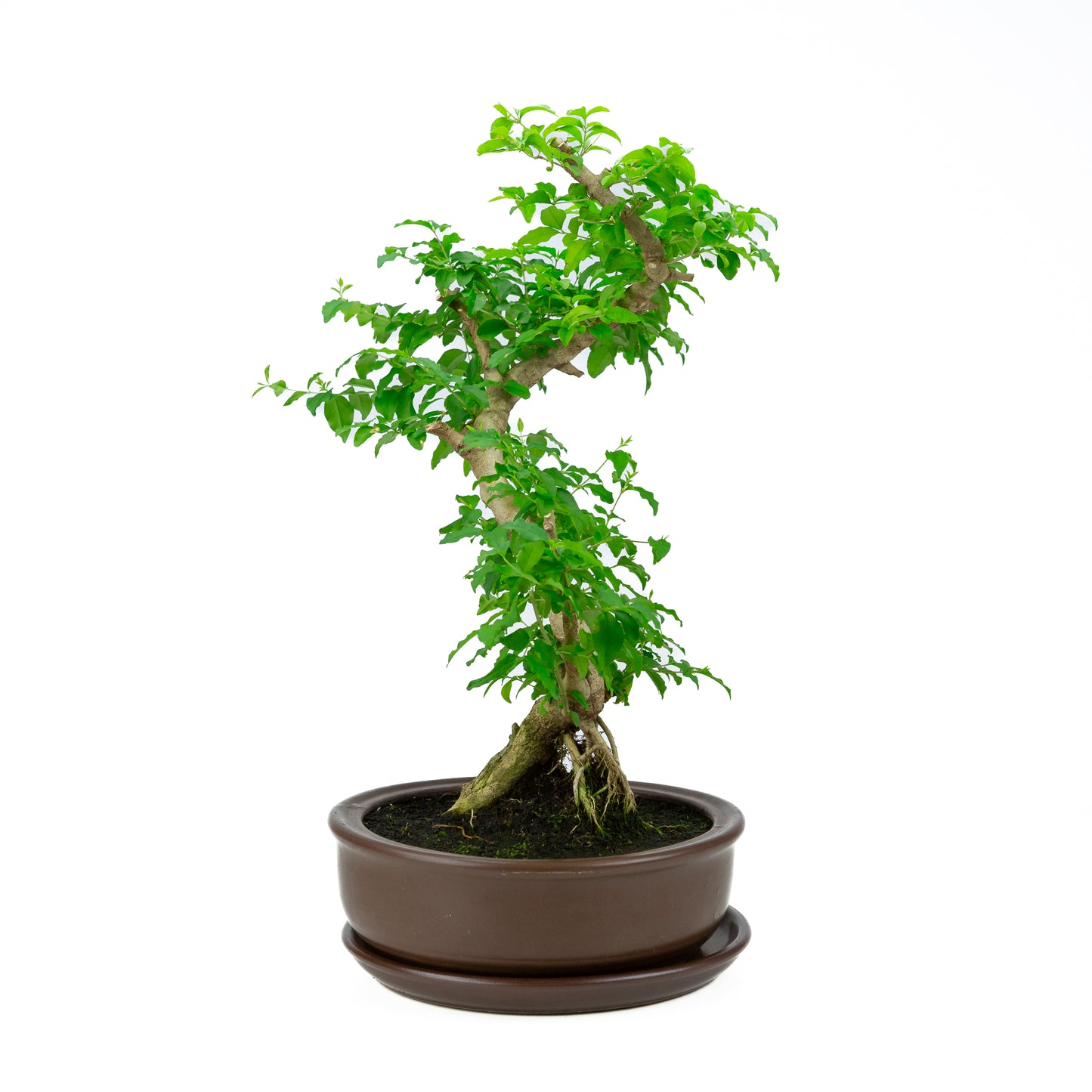 Ligustrum Ovalifolium (Liguster) hoogte ~50 cm