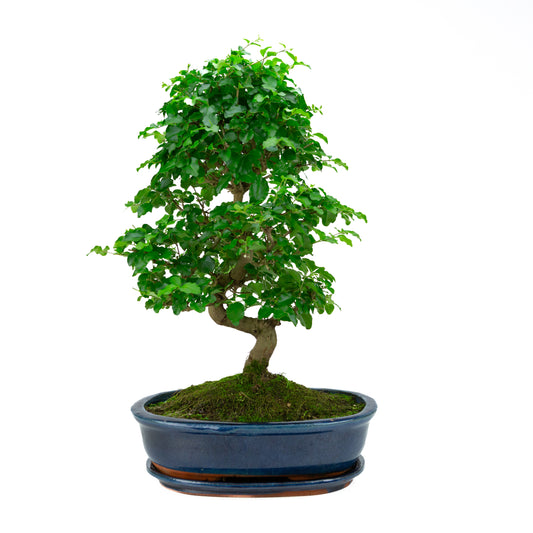 Ligustrum Ovalifolium (Liguster) hoogte ~52 cm