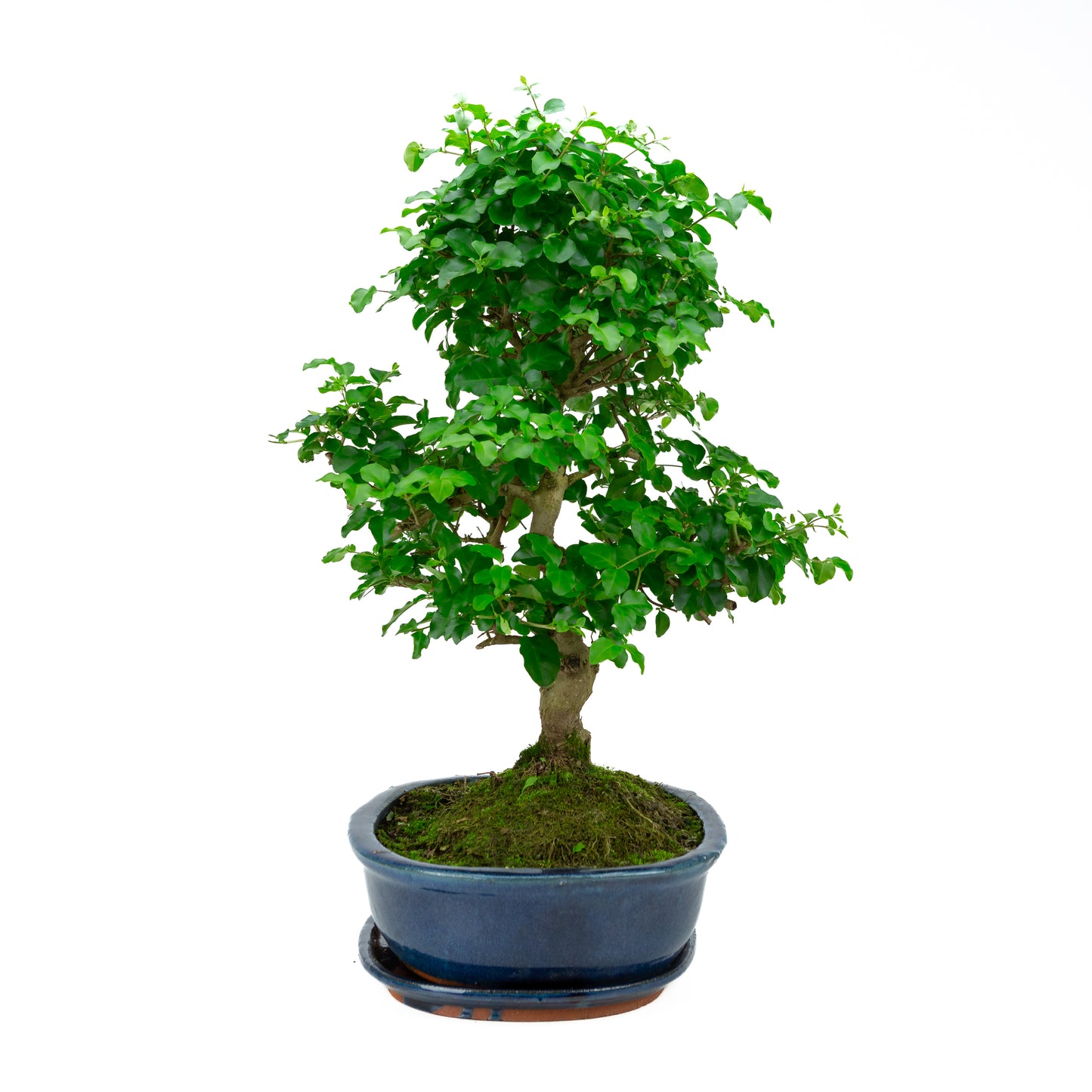 Ligustrum Ovalifolium (Liguster) hoogte ~52 cm