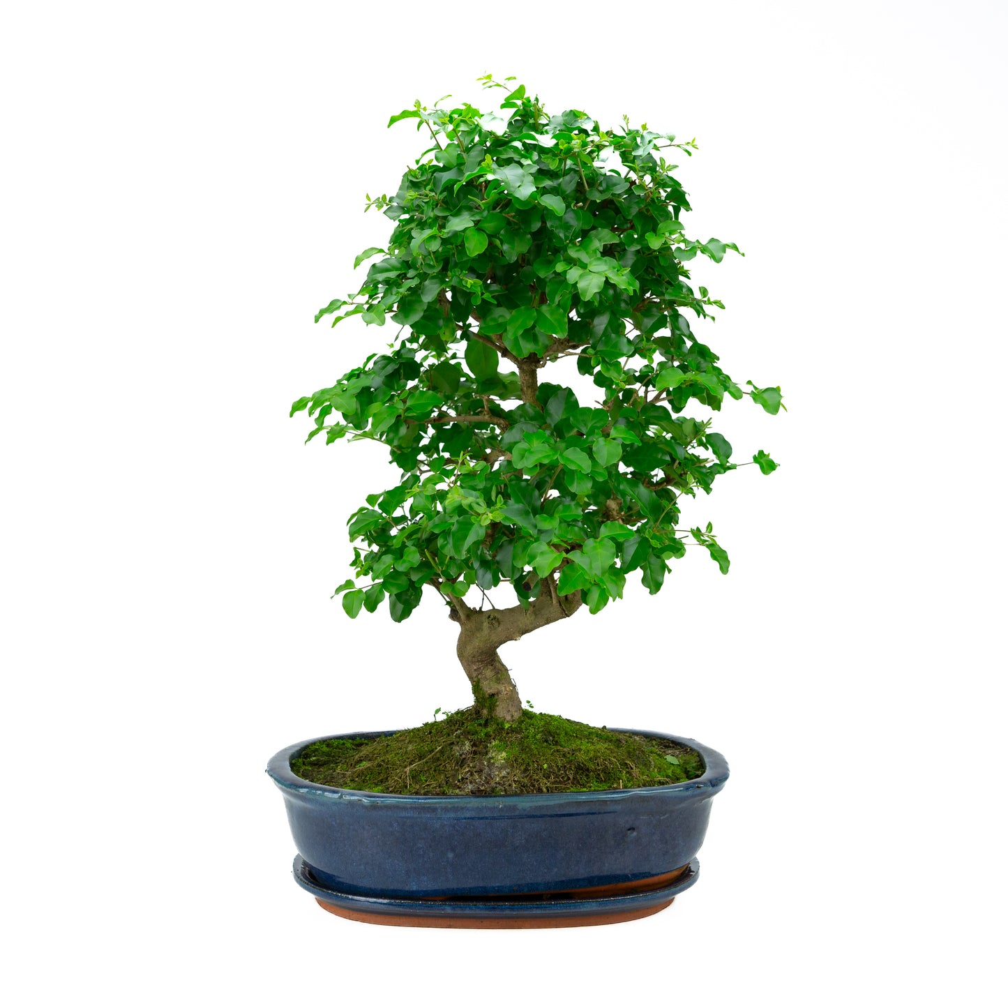 Ligustrum Ovalifolium (Liguster) hoogte ~52 cm