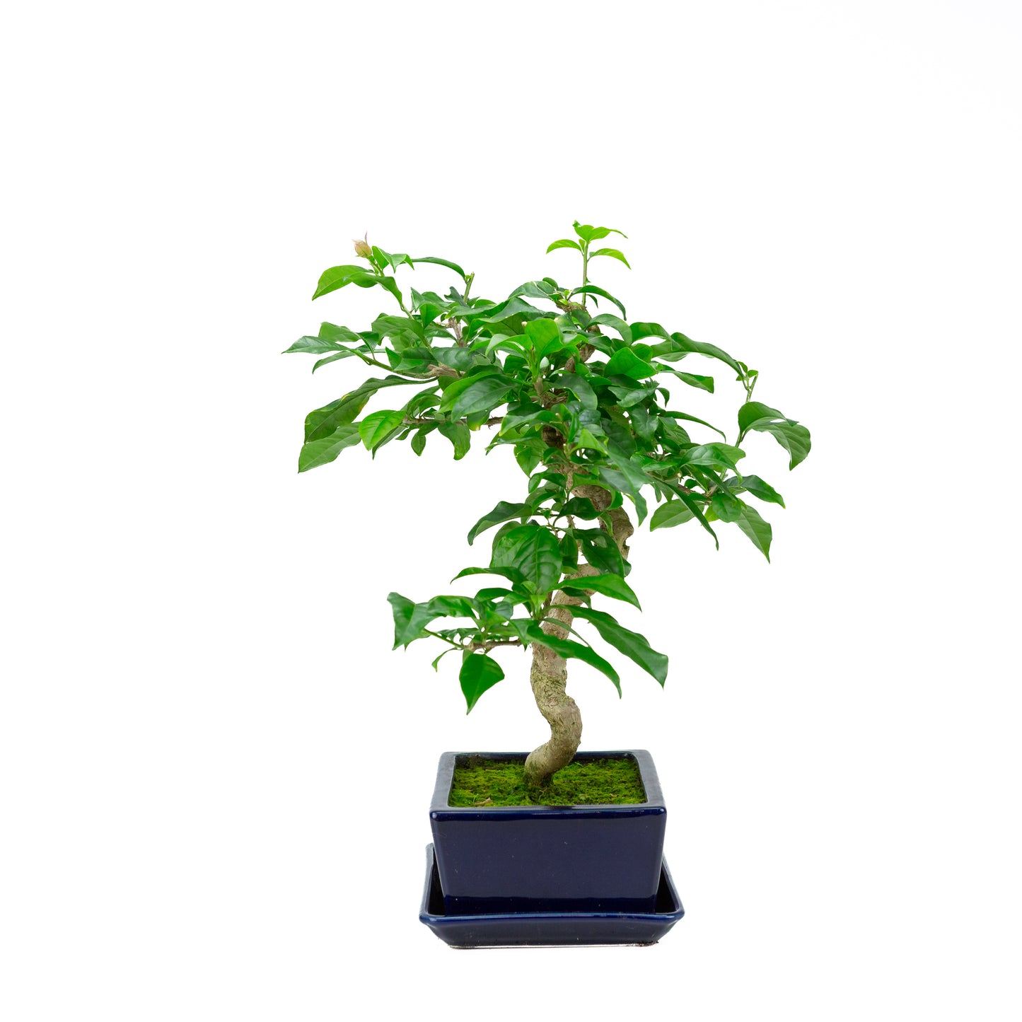 Bougainvillea glabra, hoogte ~44cm