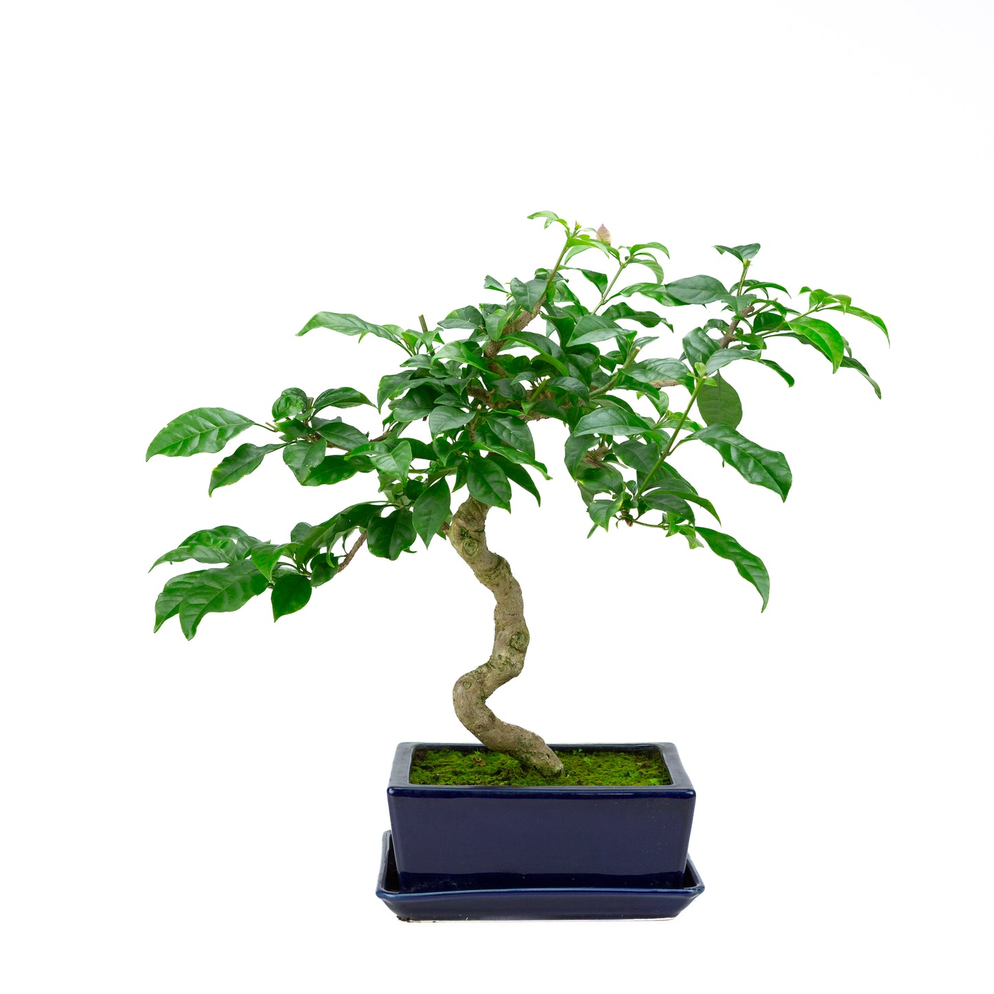 Bougainvillea glabra, hoogte ~44cm