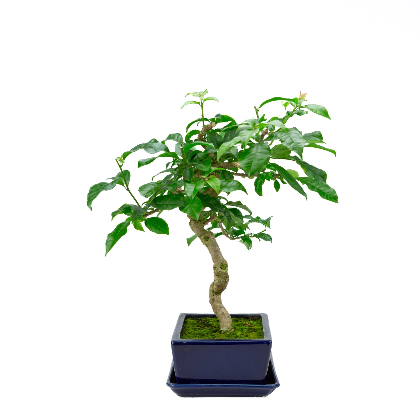 Bougainvillea glabra, hoogte ~44cm