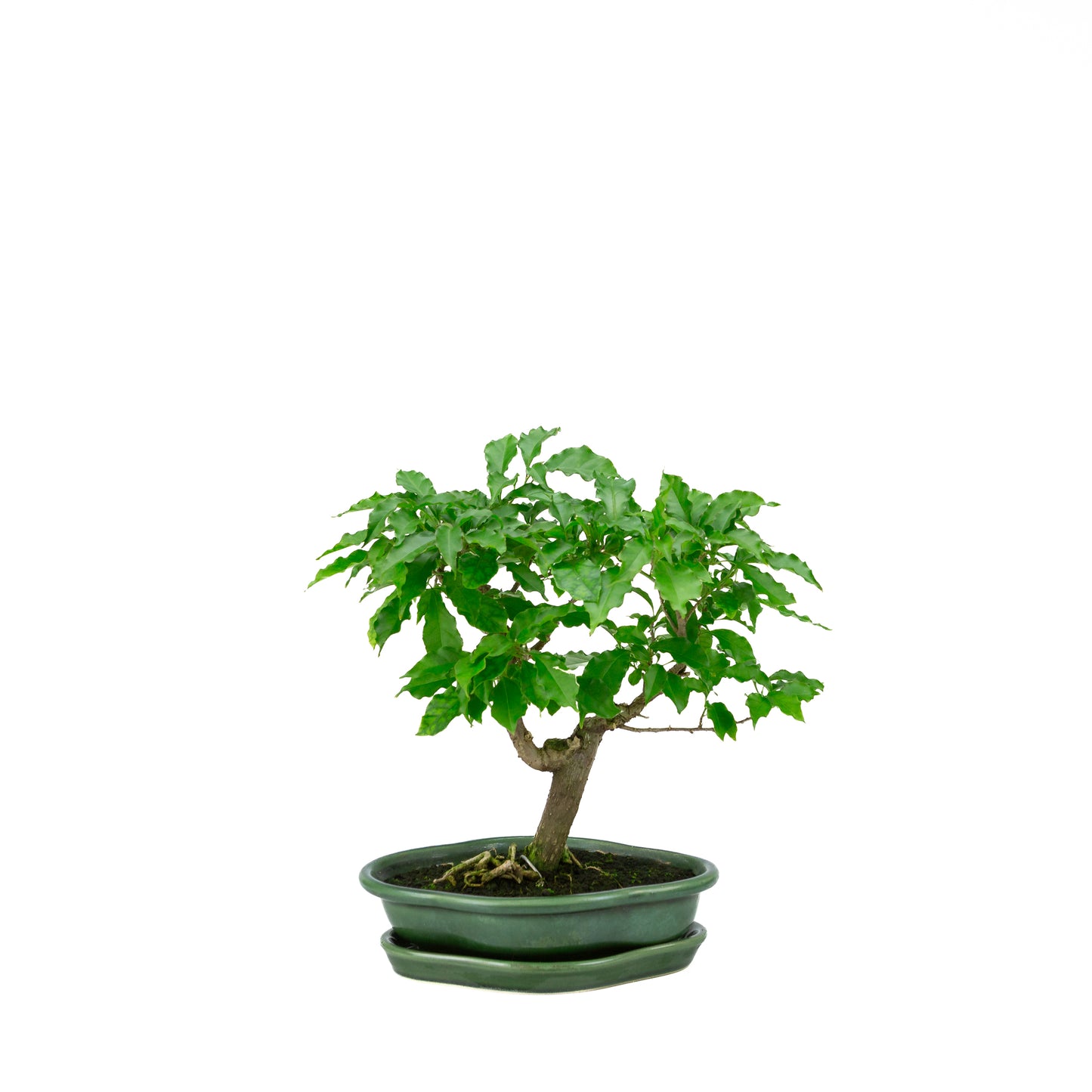 Bougainvillea glabra, hoogte ~28cm