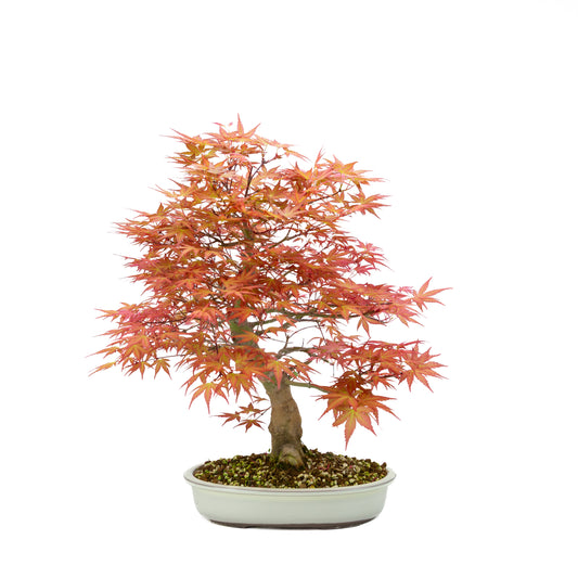 Acer palmatum 'Benichidori' (Japanse esdoorn), hoogte ~46 cm