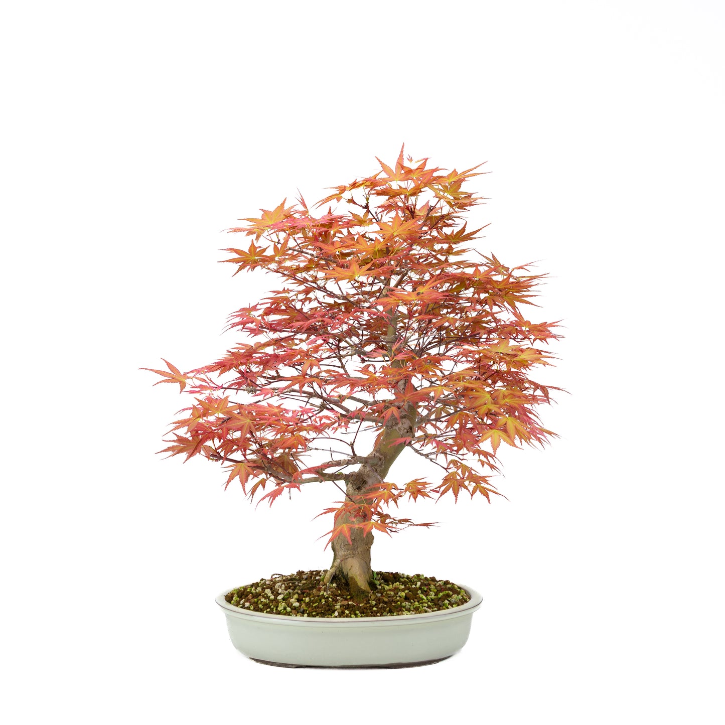Acer palmatum 'Benichidori' (Japanse esdoorn), hoogte ~46 cm