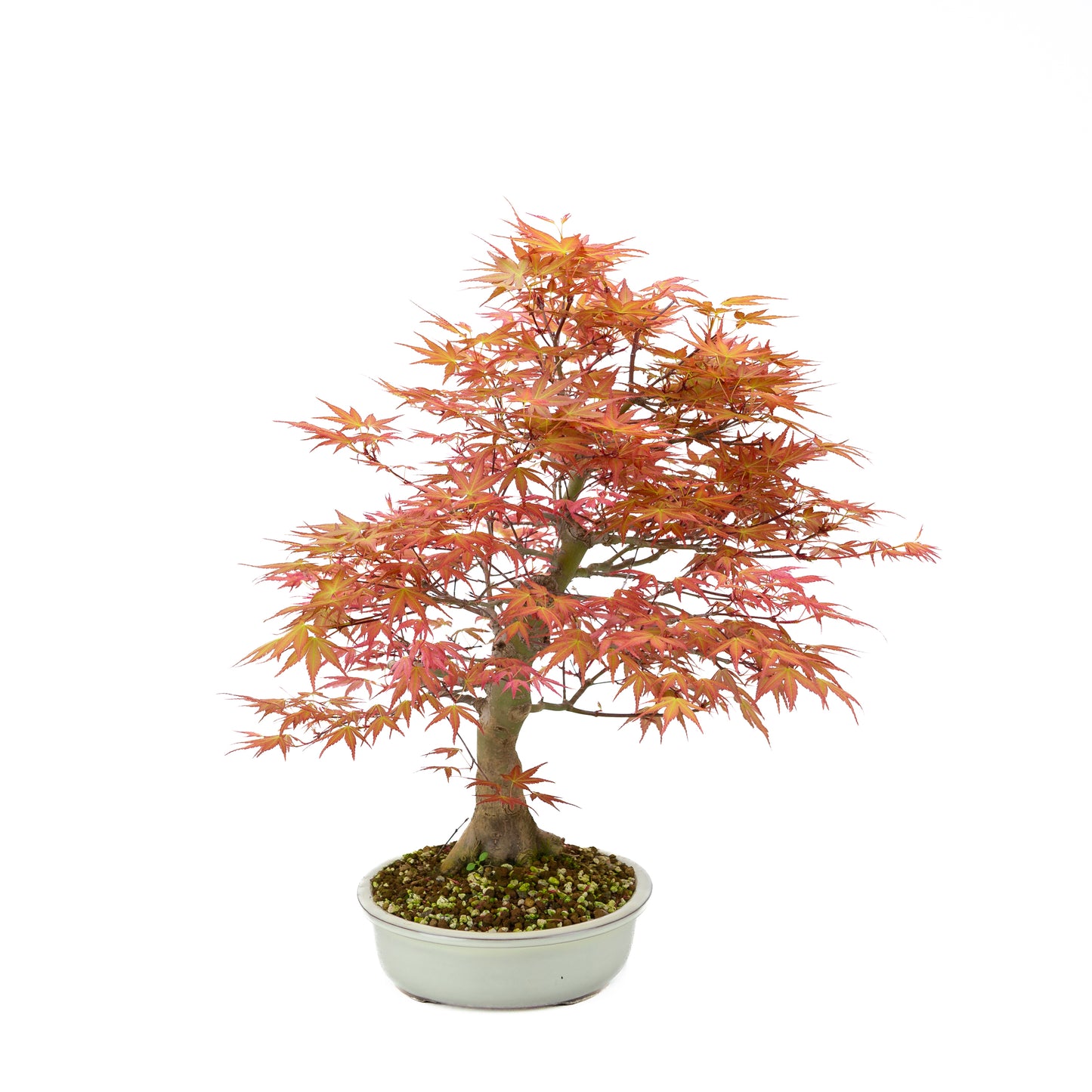 Acer palmatum 'Benichidori' (Japanse esdoorn), hoogte ~46 cm