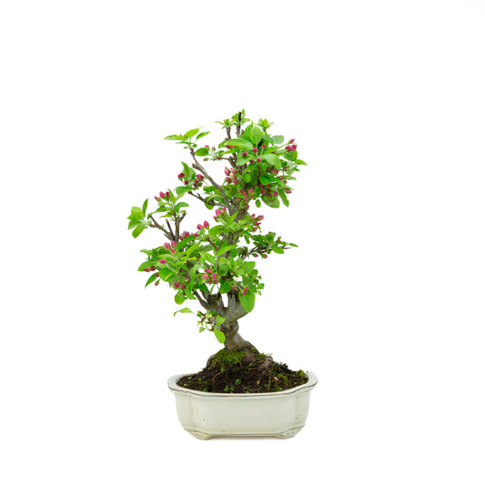 Malus halliana (appel) in creme mokkopot, hoogte ~46 cm