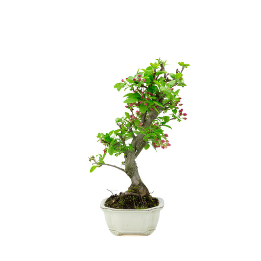 Malus halliana (appel) in creme mokkopot, hoogte ~46 cm