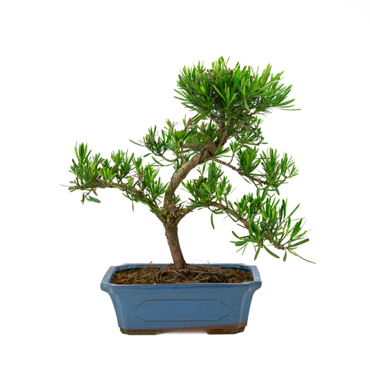 Podocarpus macrophylla, hoogte ~ 47 cm