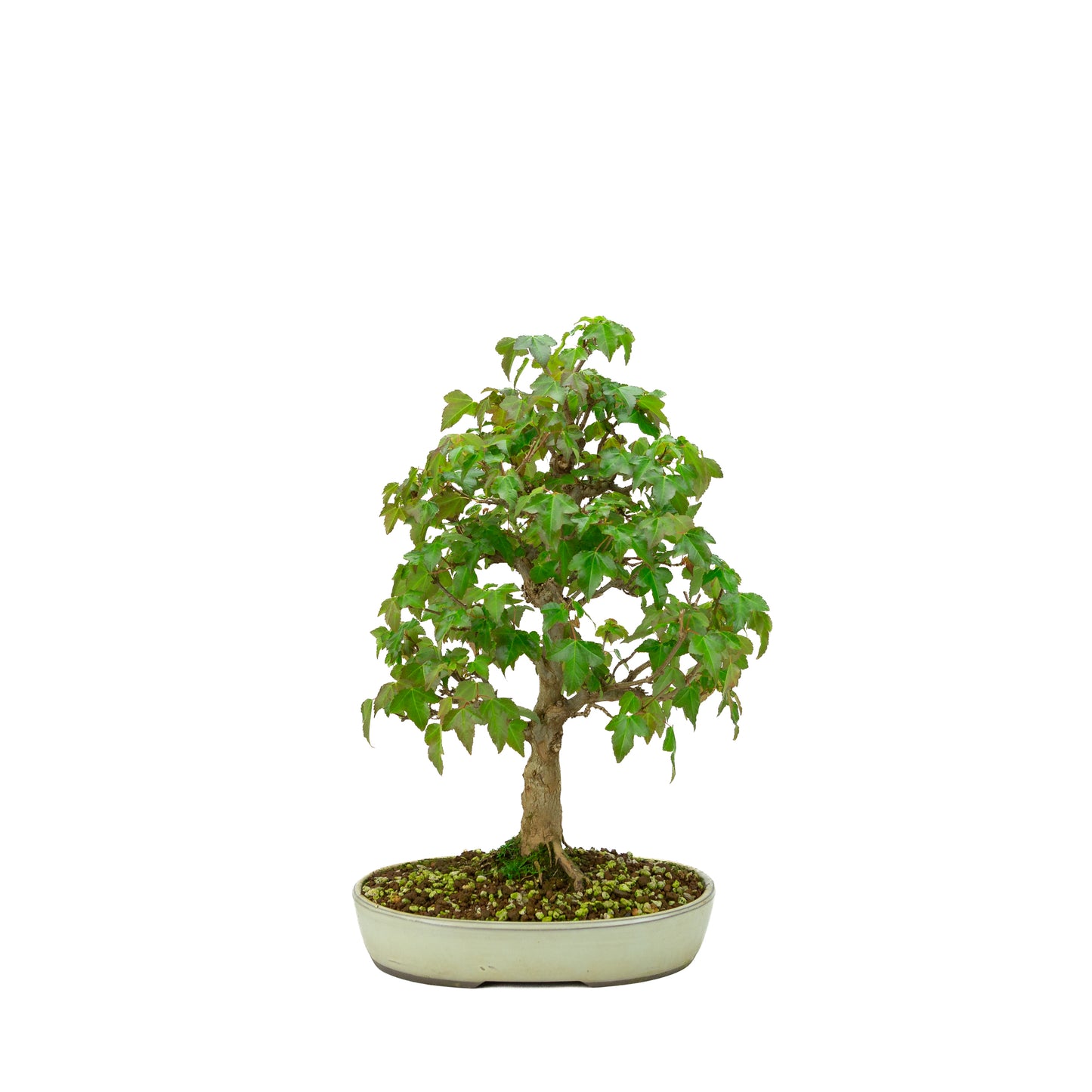Acer buergerianum (Drietandesdoorn), hoogte ~ 40 cm