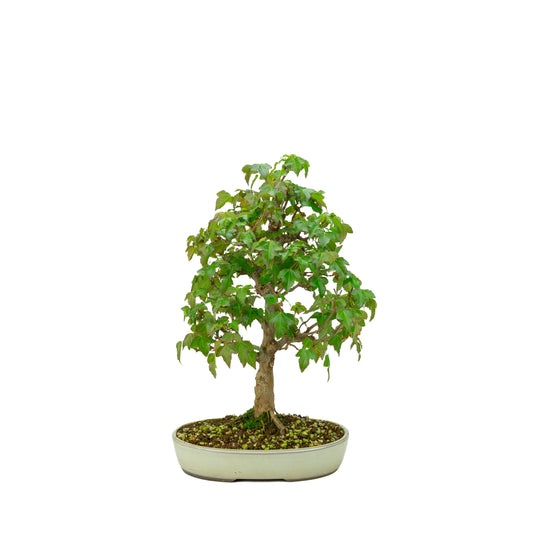 Acer buergerianum (Drietandesdoorn), hoogte ~ 40 cm