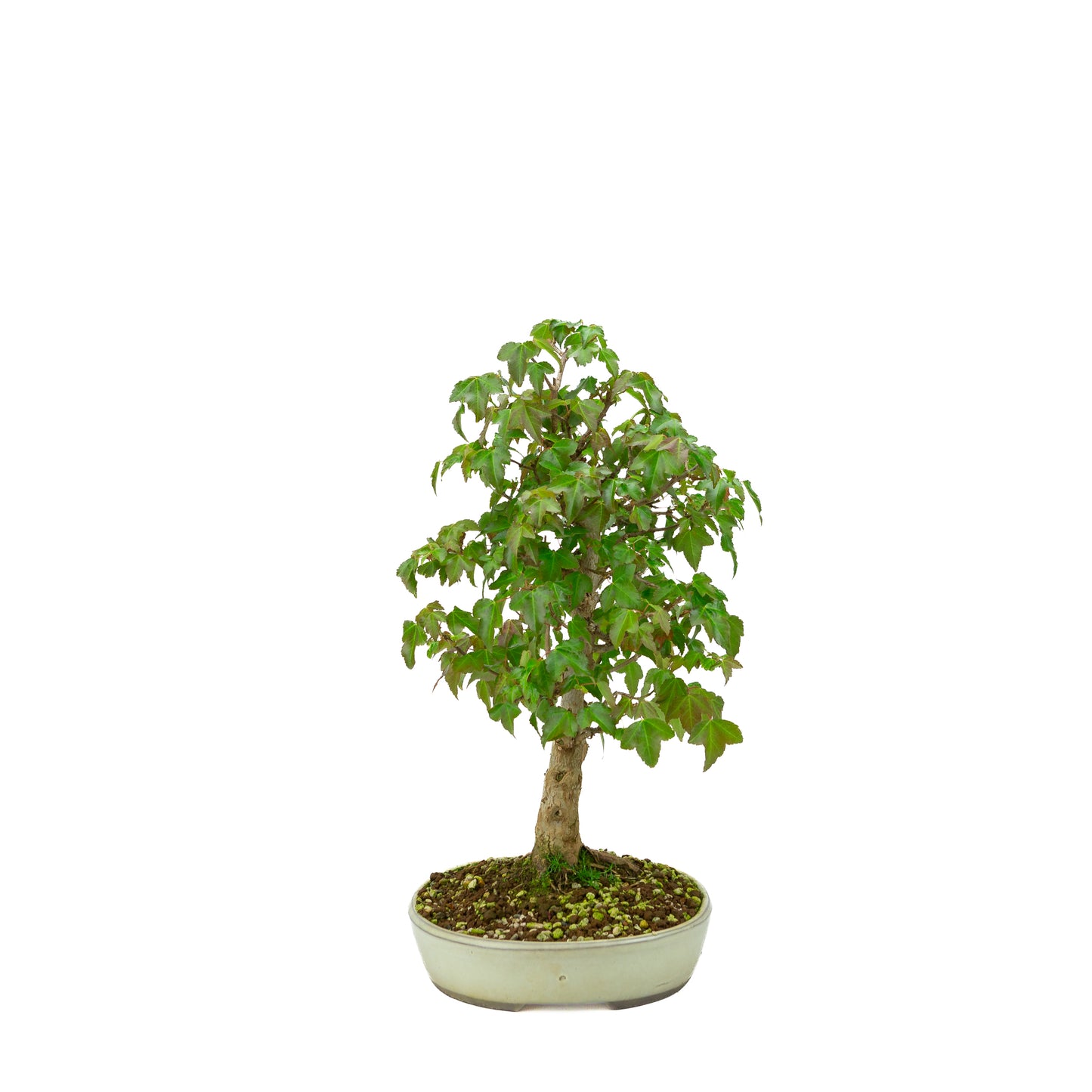 Acer buergerianum (Drietandesdoorn), hoogte ~ 40 cm