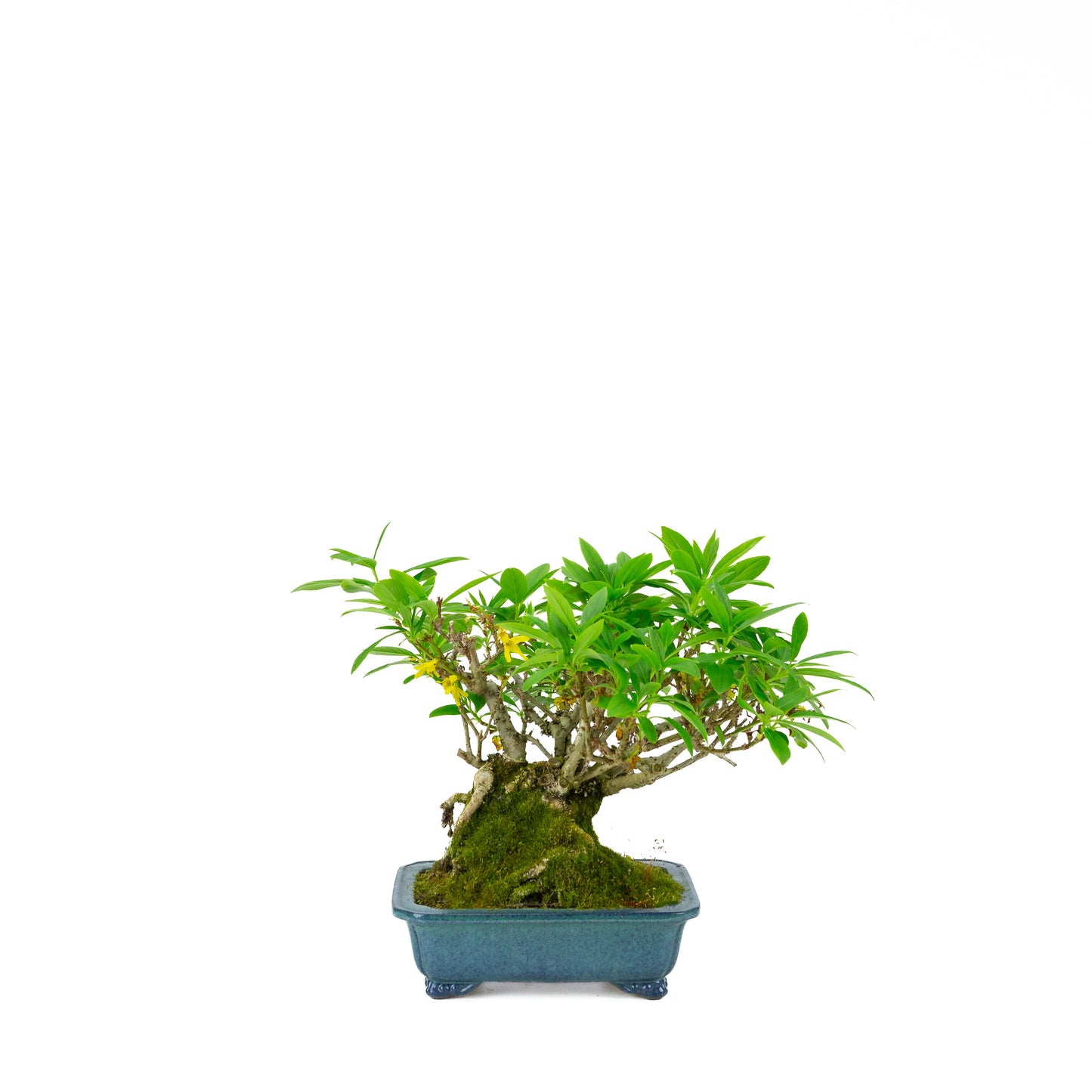 Forsythia blauwe pot 18cm, hoogte ~23cm