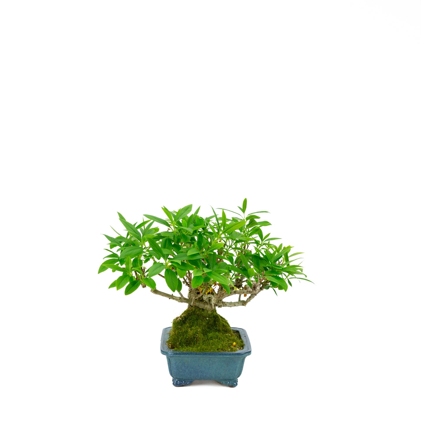 Forsythia blauwe pot 18cm, hoogte ~23cm