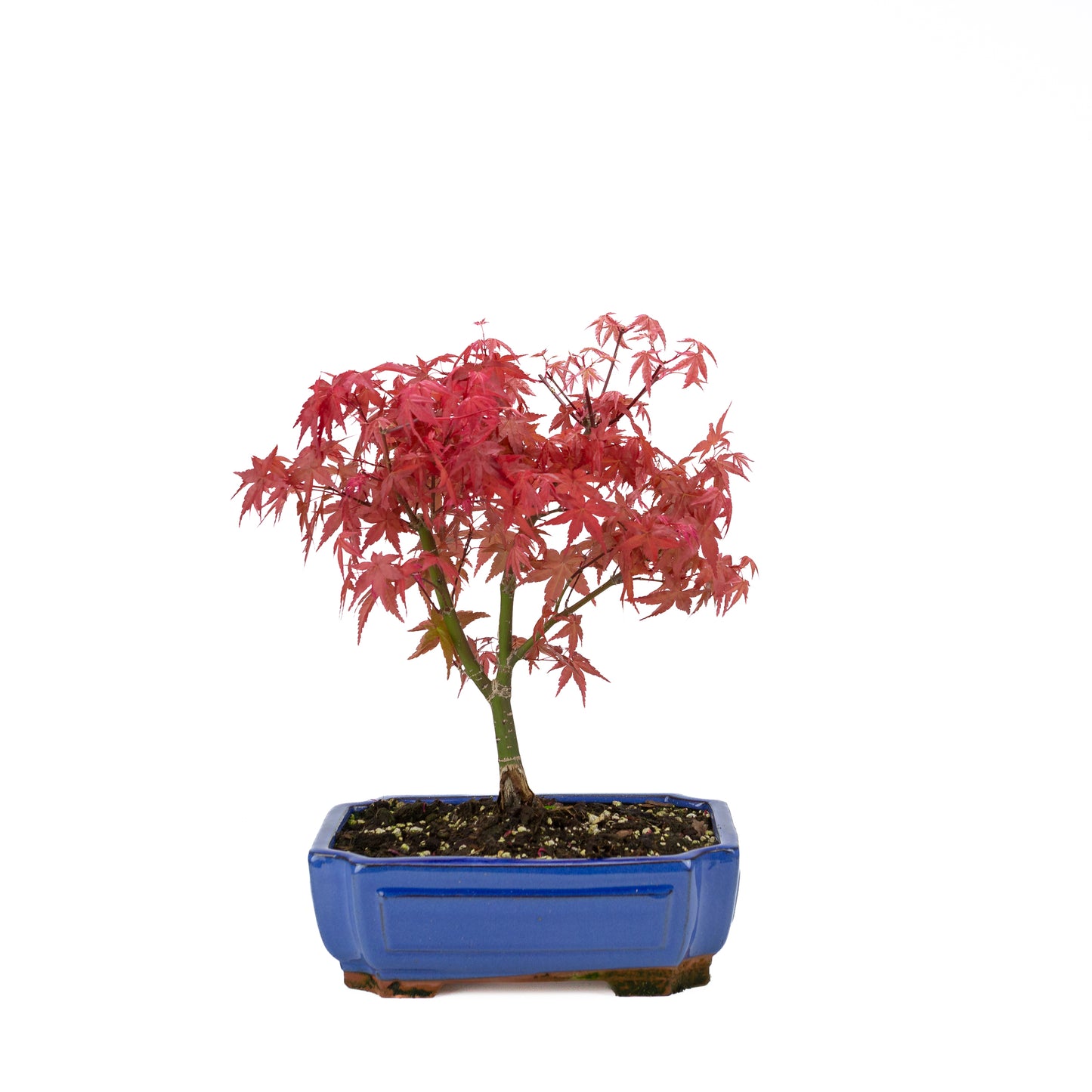 Acer palmatum (japanse esdoorn) 'Beni Maiko', hoogte ~ 40 cm