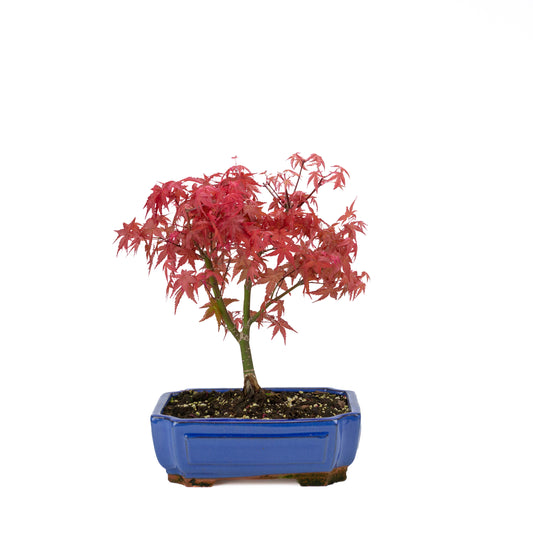 Acer palmatum (japanse esdoorn) 'Beni Maiko', hoogte ~ 40 cm