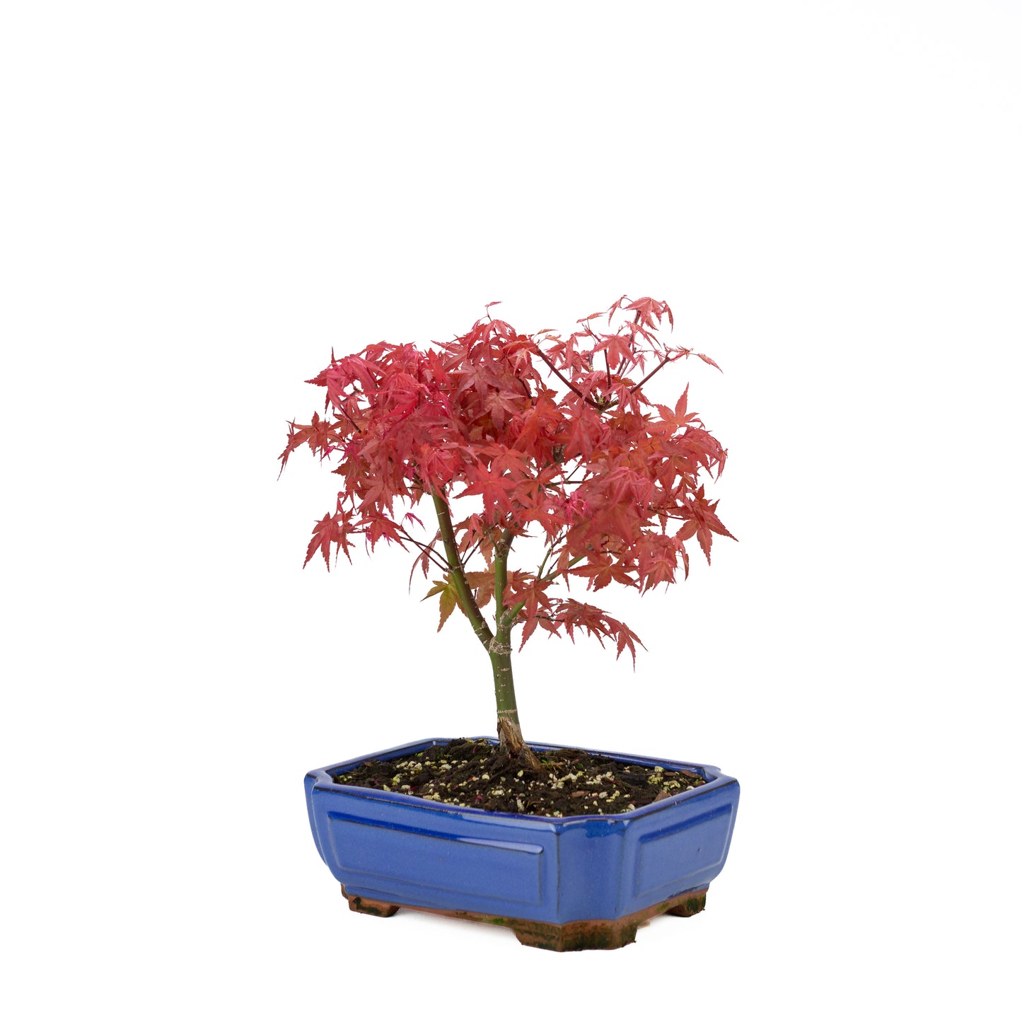Acer palmatum (japanse esdoorn) 'Beni Maiko', hoogte ~ 40 cm