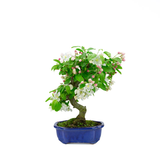 Malus halliana (appel), hoogte ~40 cm