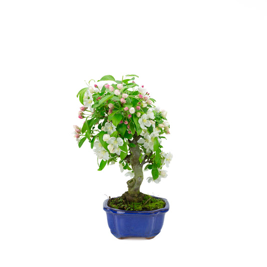 Malus halliana (appel), hoogte ~40 cm