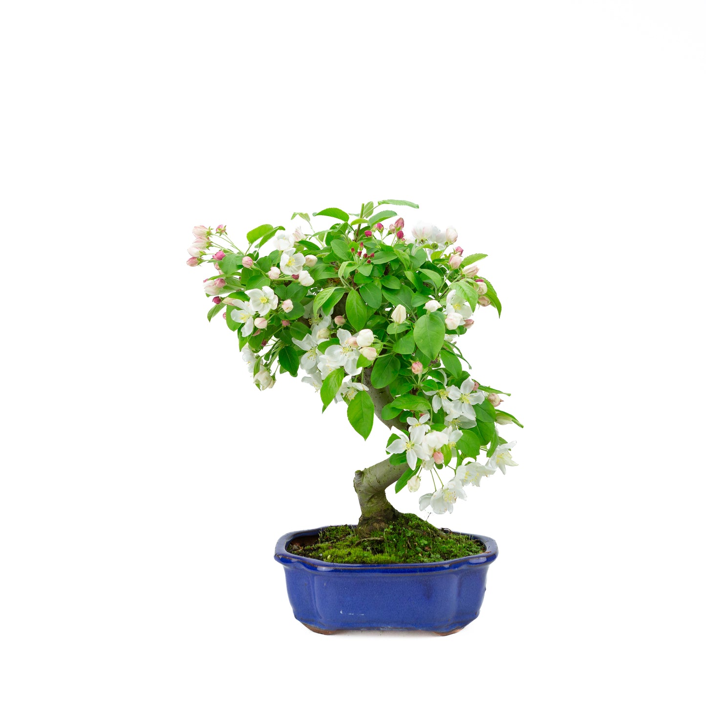 Malus halliana (appel), hoogte ~40 cm