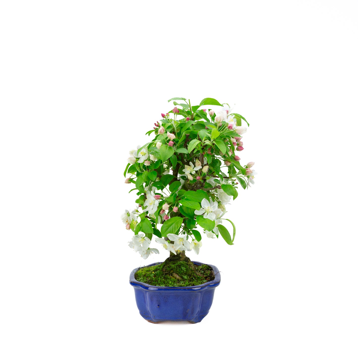 Malus halliana (appel), hoogte ~40 cm