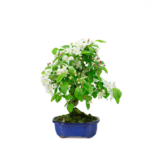 Malus halliana (appel), hoogte ~44 cm