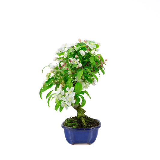 Malus halliana (appel), hoogte ~44 cm