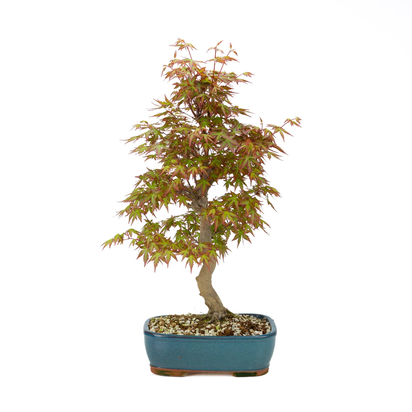 Acer palmatum (Japanse esdoorn), hoogte ~50 cm