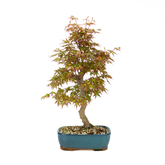 Acer palmatum (Japanse esdoorn), hoogte ~50 cm