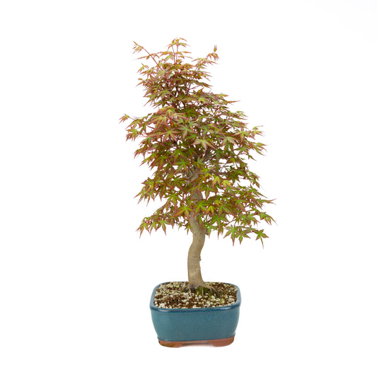 Acer palmatum (Japanse esdoorn), hoogte ~50 cm