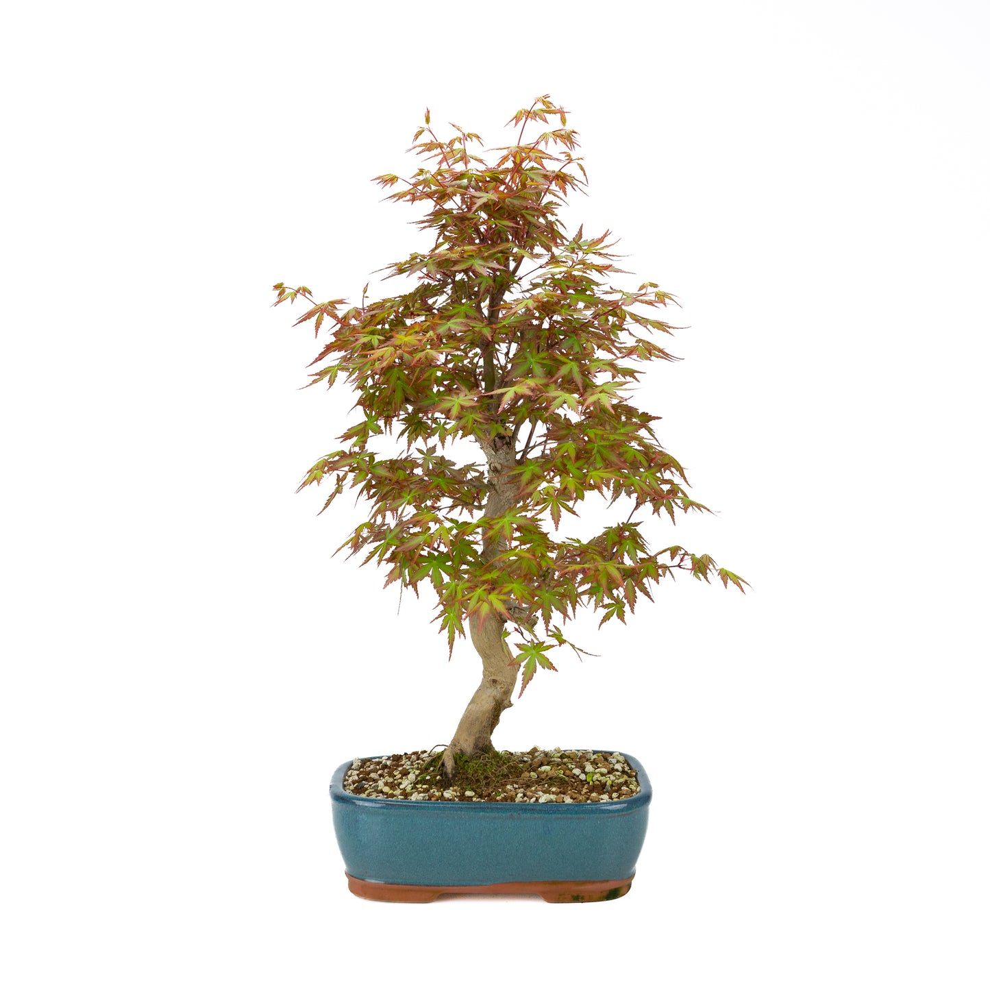Acer palmatum (Japanse esdoorn), hoogte ~50 cm