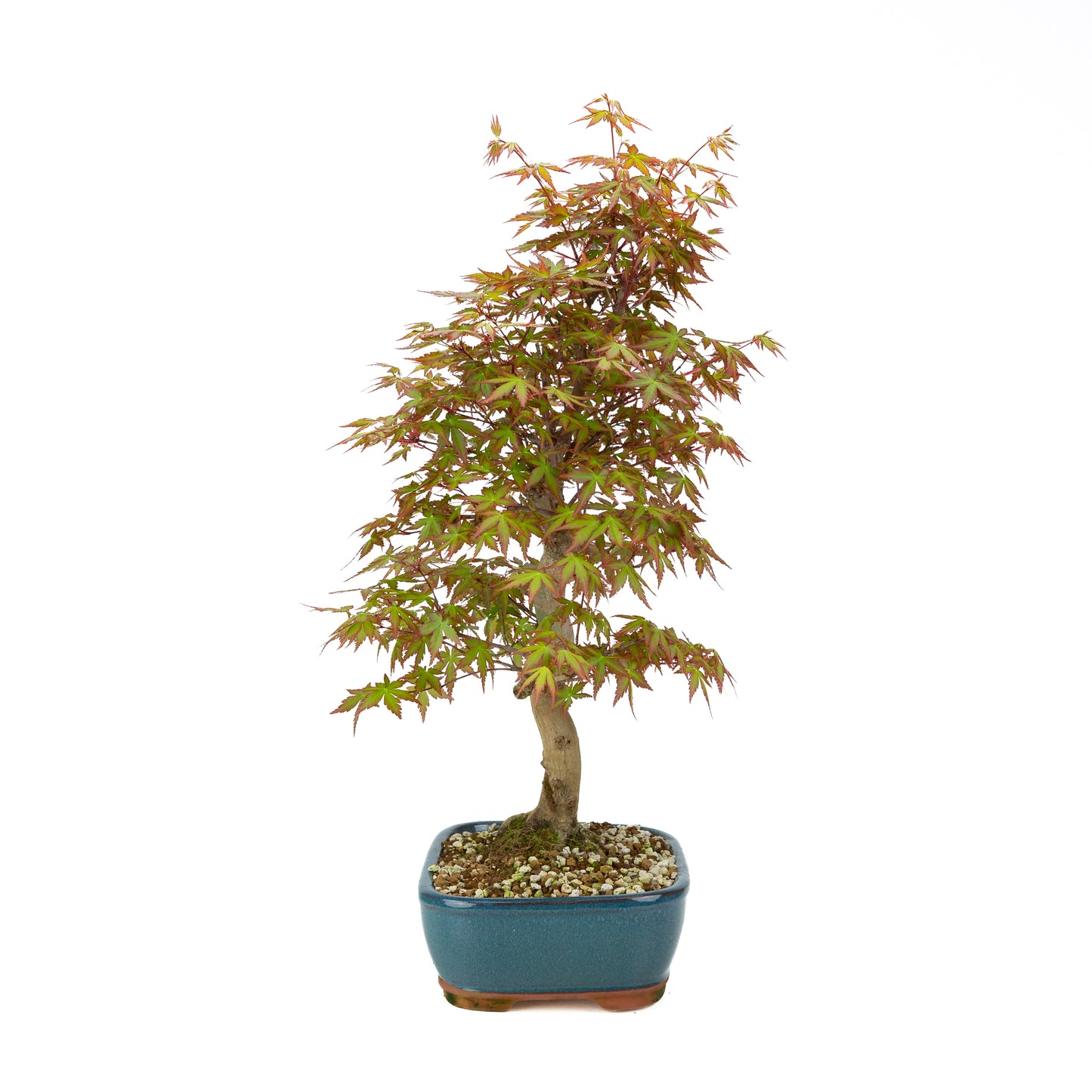 Acer palmatum (Japanse esdoorn), hoogte ~50 cm