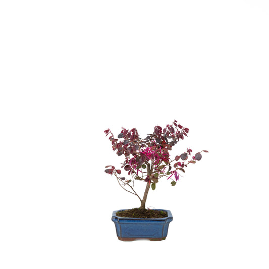 Loropetalum rubra in blauwe pot 15 cm, hoogte ~30 cm