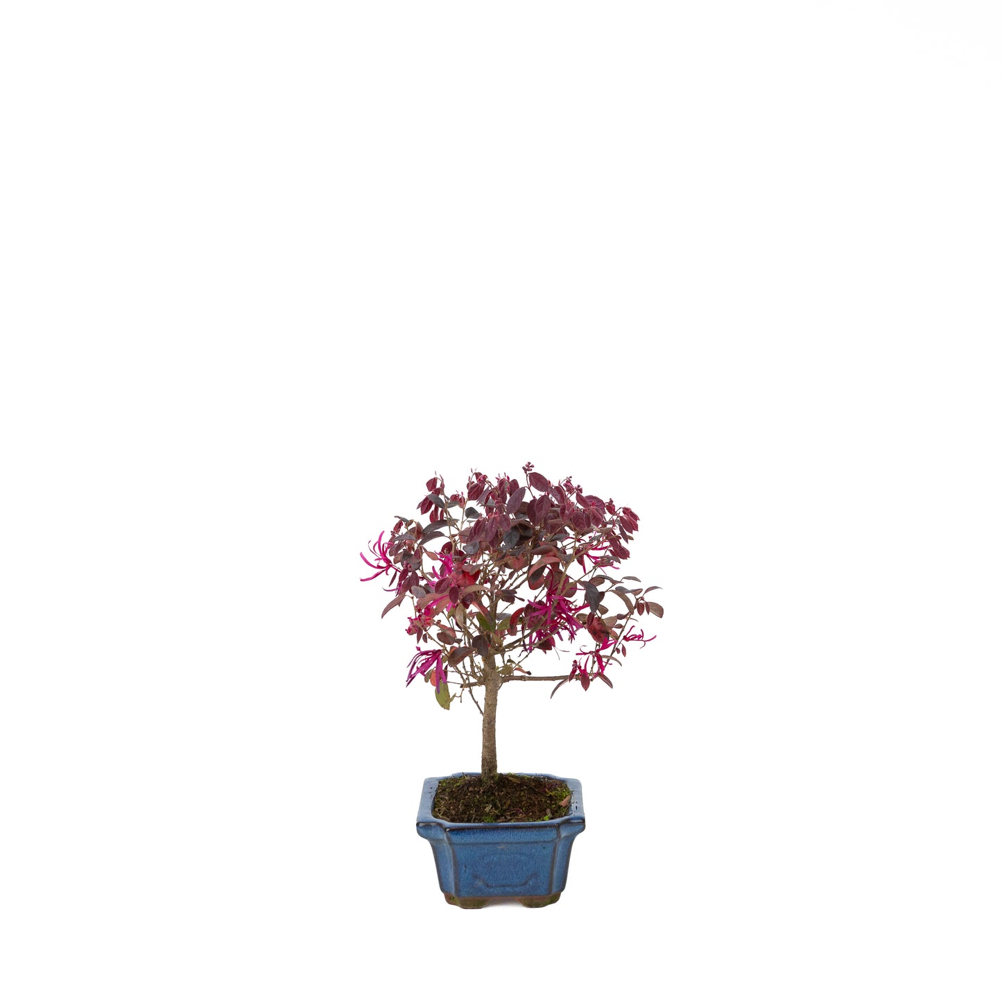 Loropetalum rubra in blauwe pot 15 cm, hoogte ~30 cm