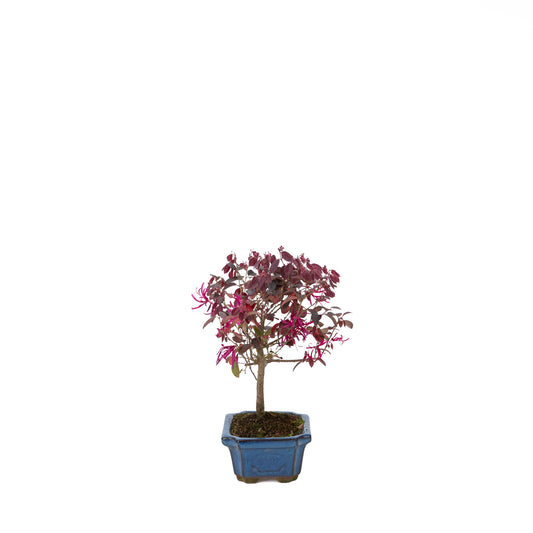 Loropetalum rubra in blauwe pot 15 cm, hoogte ~30 cm