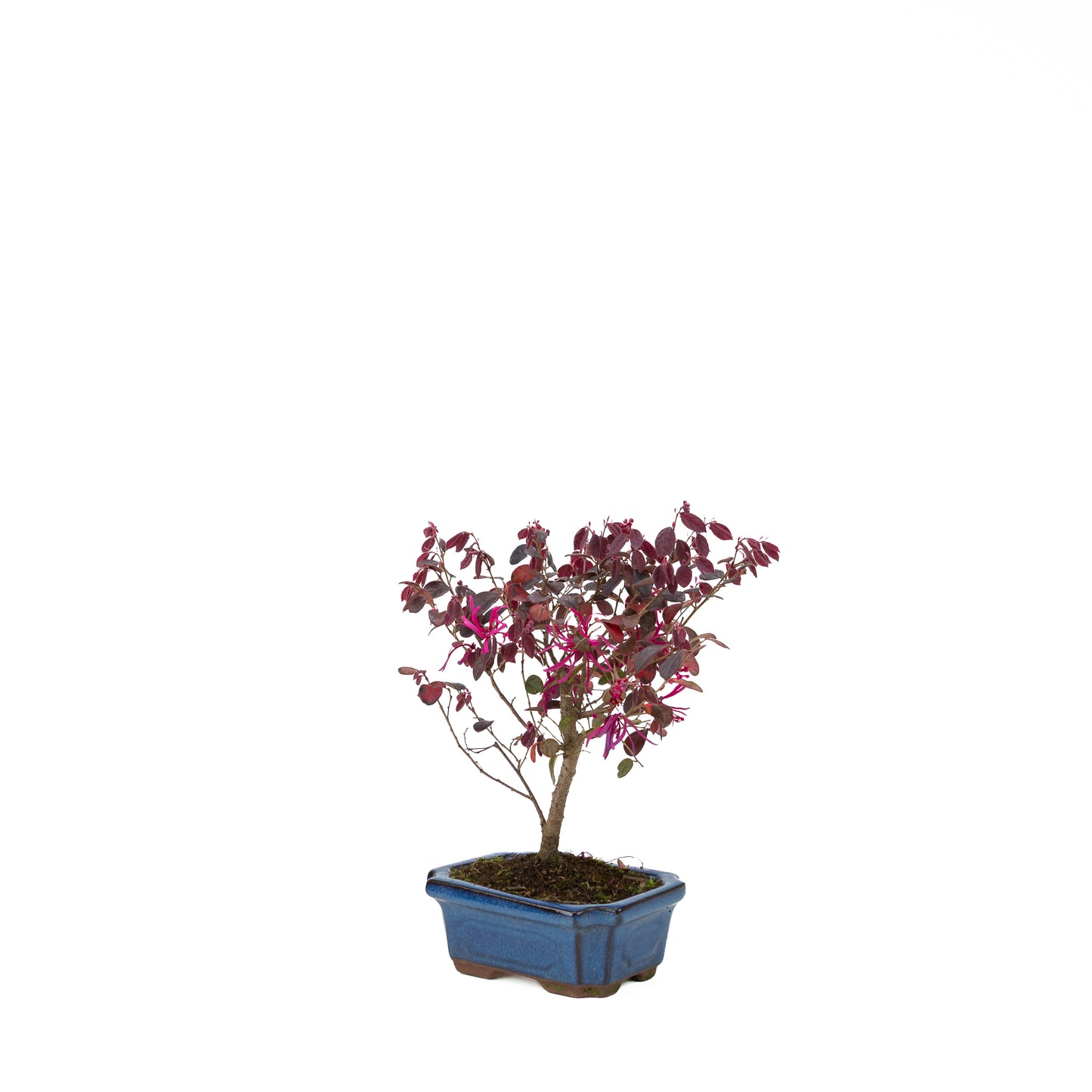 Loropetalum rubra in blauwe pot 15 cm, hoogte ~30 cm