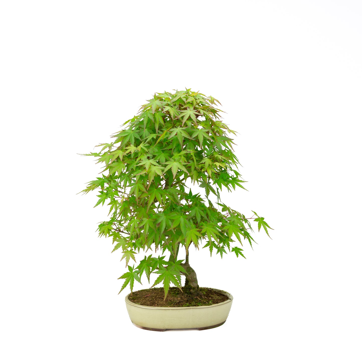 Acer palmatum creme ovale pot 20cm, hoogte ~40cm