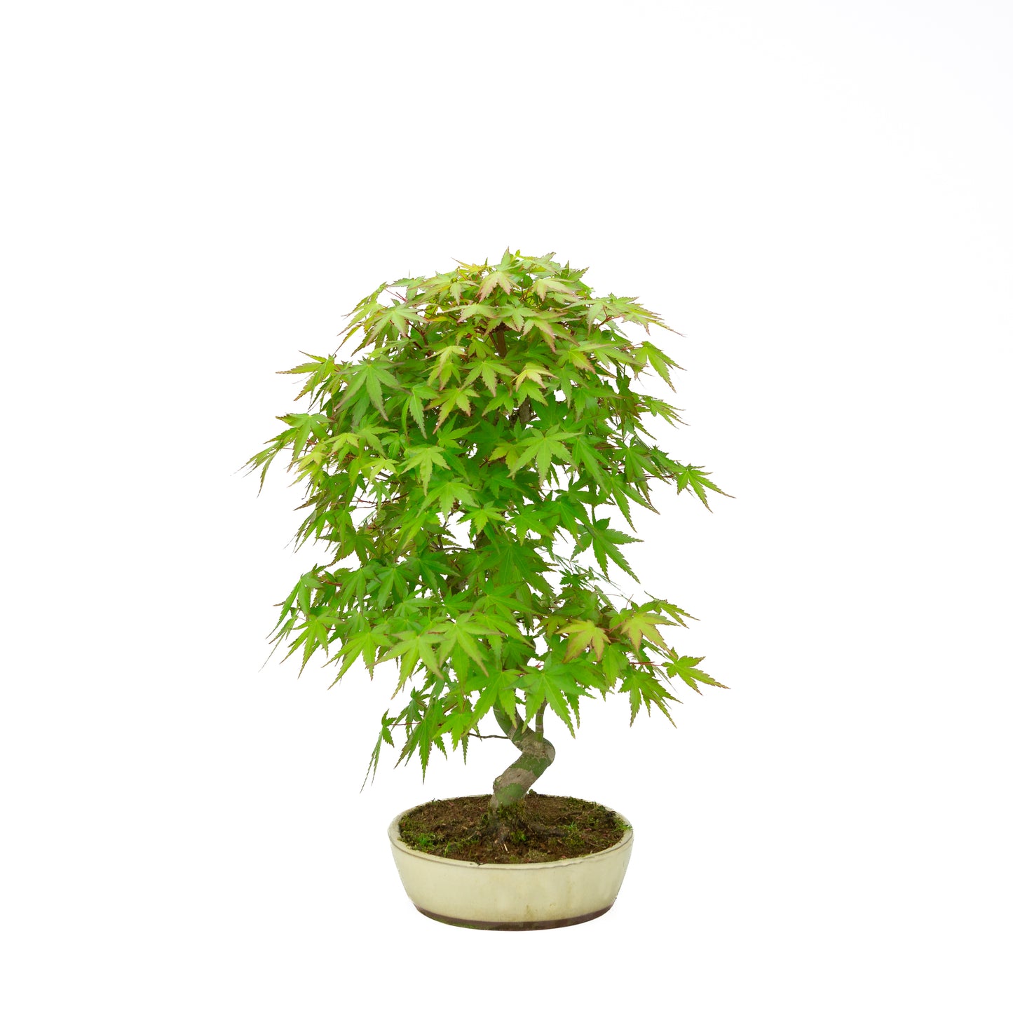 Acer palmatum creme ovale pot 20cm, hoogte ~40cm