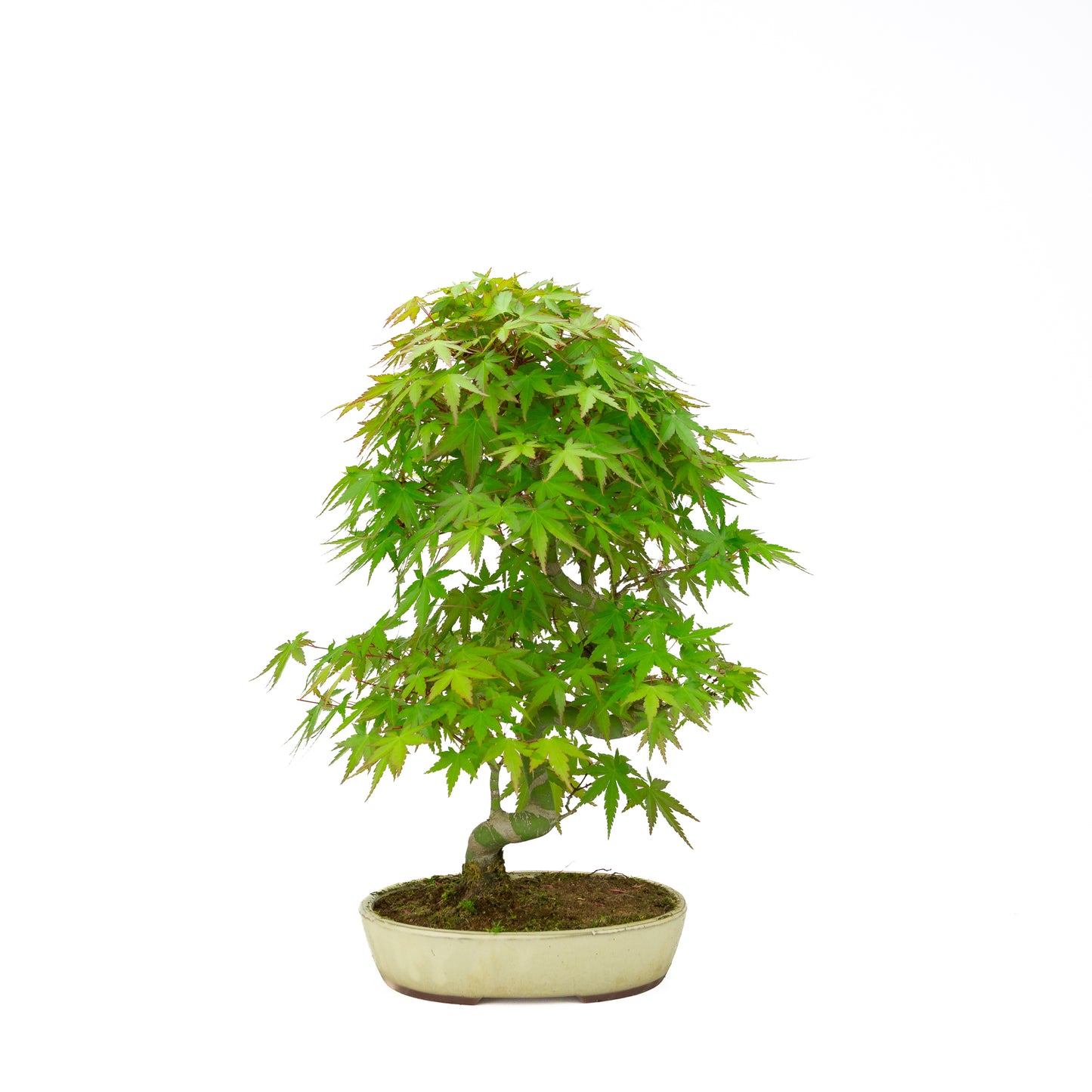 Acer palmatum creme ovale pot 20cm, hoogte ~40cm