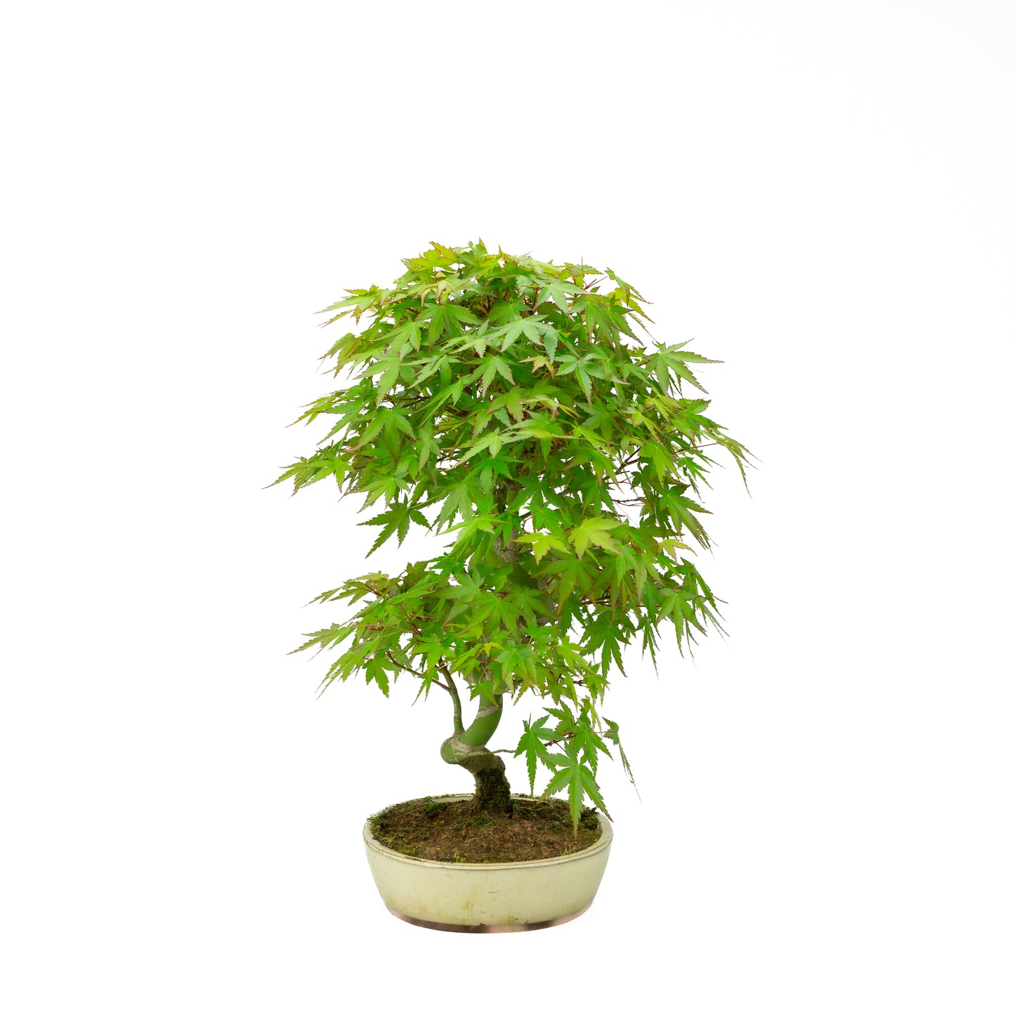 Acer palmatum creme ovale pot 20cm, hoogte ~40cm