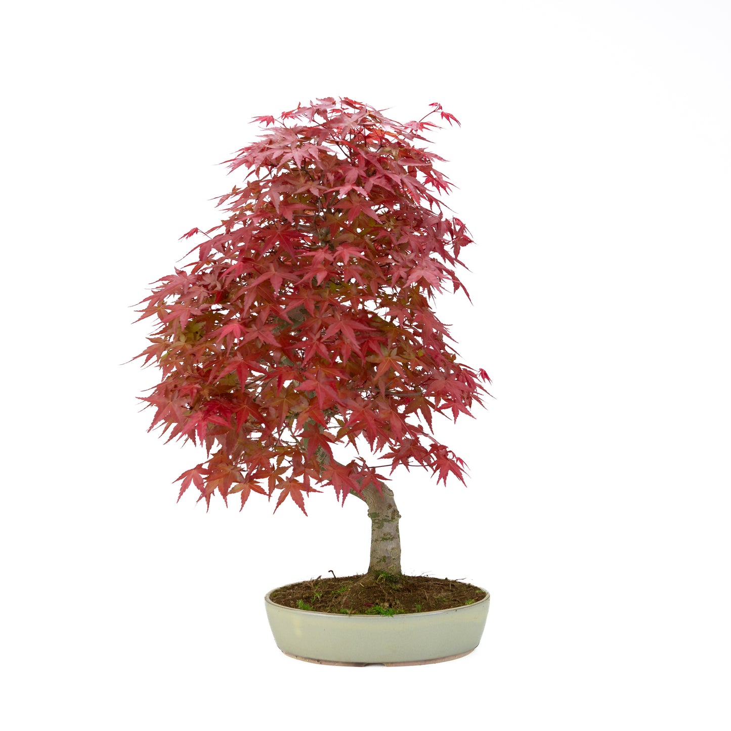 Acer palmatum (Japanse esdoorn), hoogte ~44 cm