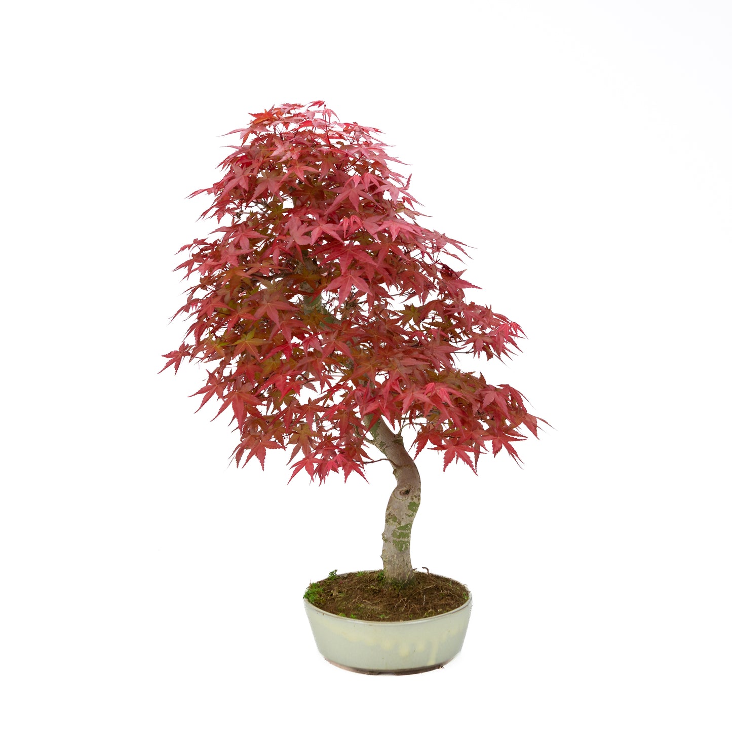 Acer palmatum (Japanse esdoorn), hoogte ~44 cm