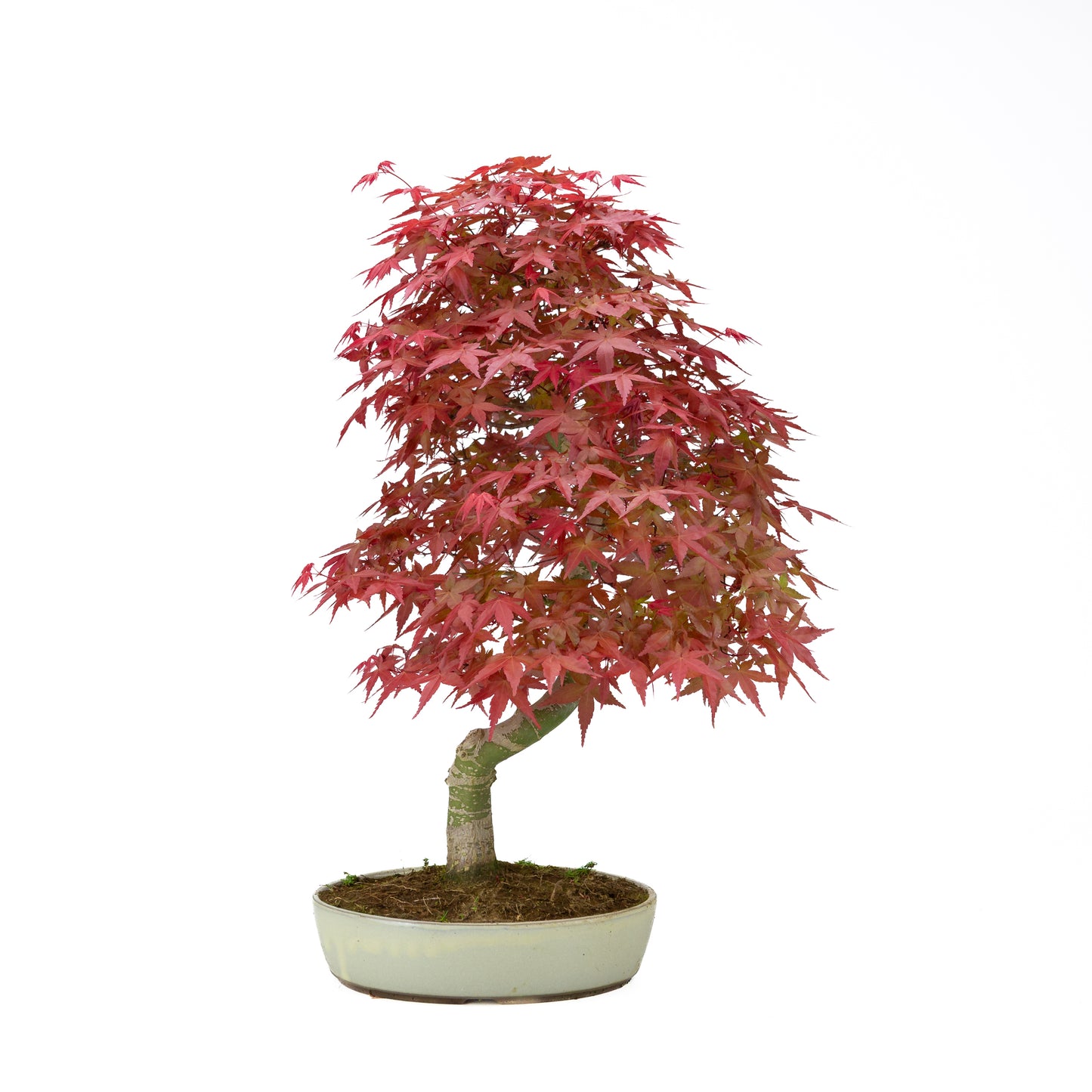 Acer palmatum (Japanse esdoorn), hoogte ~44 cm