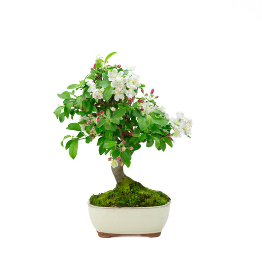Malus halliana (appel), hoogte ~47 cm