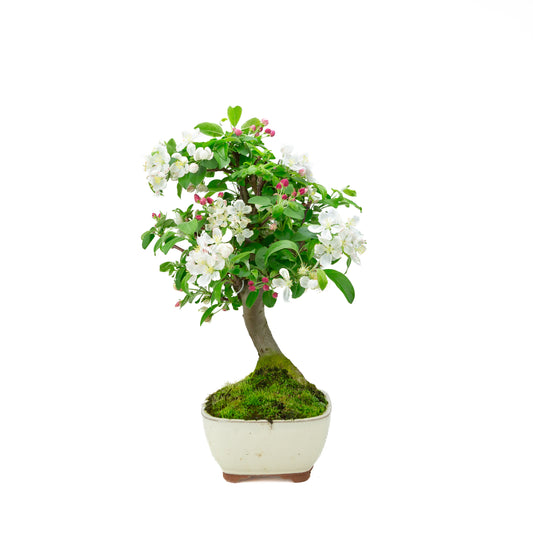Malus halliana (appel), hoogte ~47 cm