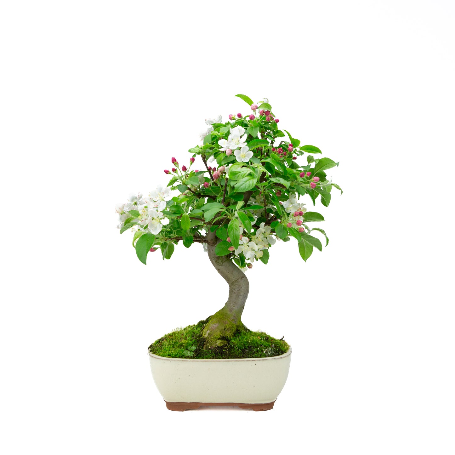Malus halliana (appel), hoogte ~47 cm
