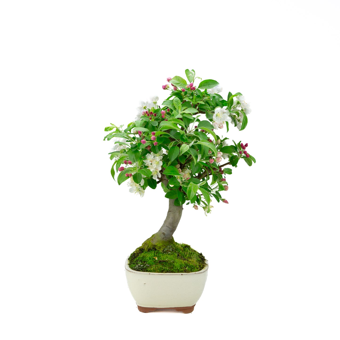 Malus halliana (appel), hoogte ~47 cm
